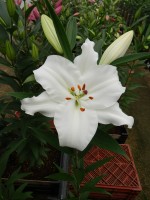 [5344 All Choice 16 ST No01.JPG]